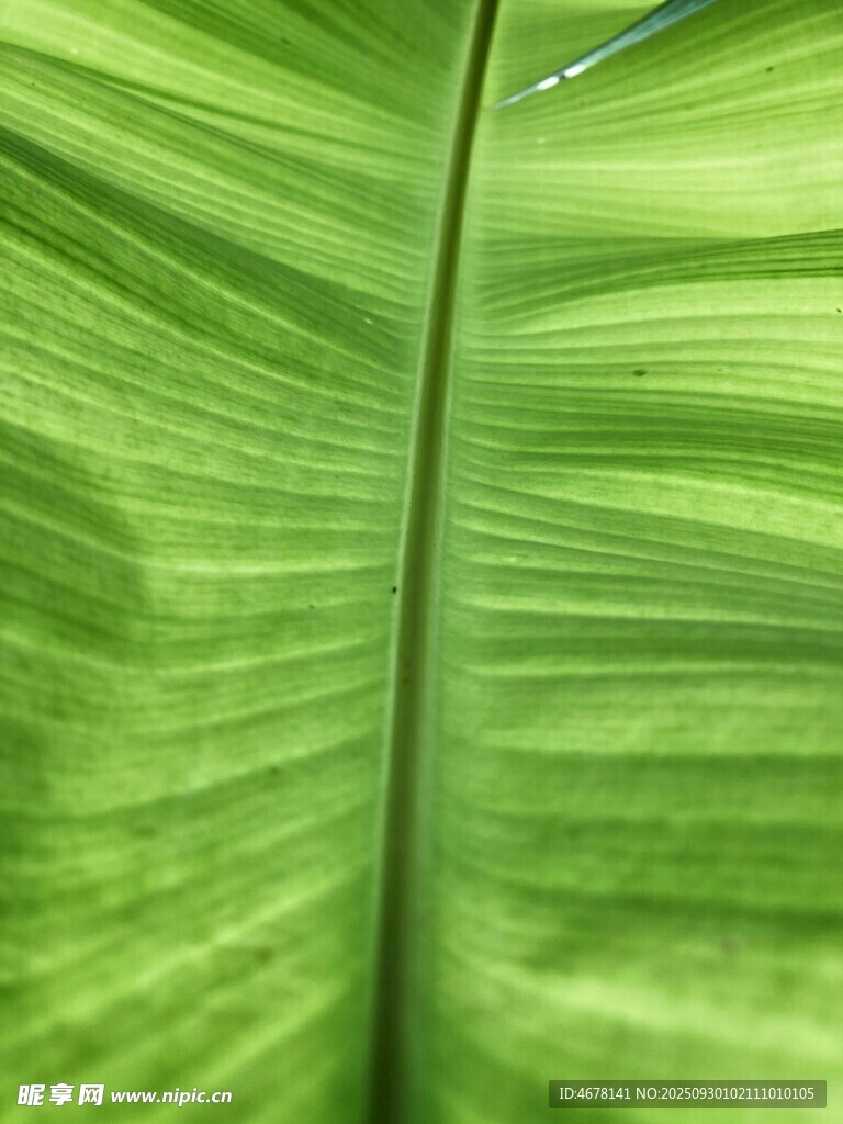 翠绿芭蕉叶纹理特写