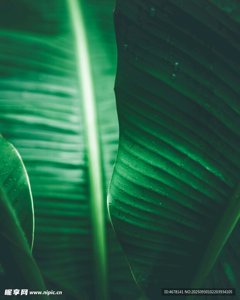 翠绿芭蕉叶特写