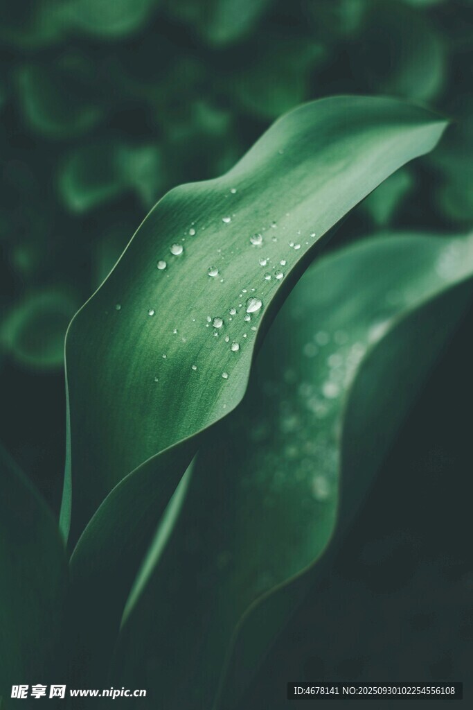 带水珠的翠绿叶片