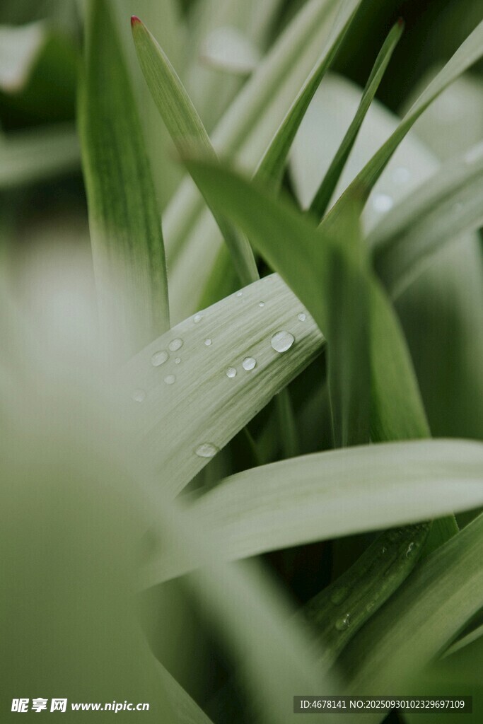 嫩绿草叶上的晶莹露珠