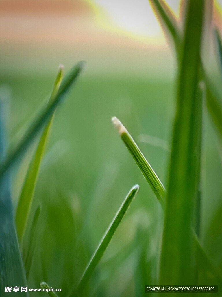 嫩绿青草特写
