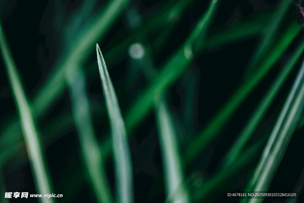 翠绿细长草叶特写