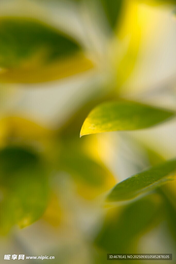 嫩绿叶片的清新特写