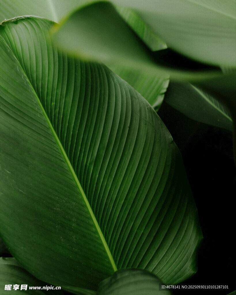 翠绿阔叶特写