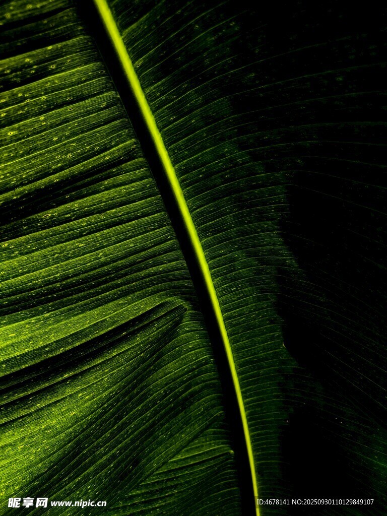 翠绿芭蕉叶的独特纹理