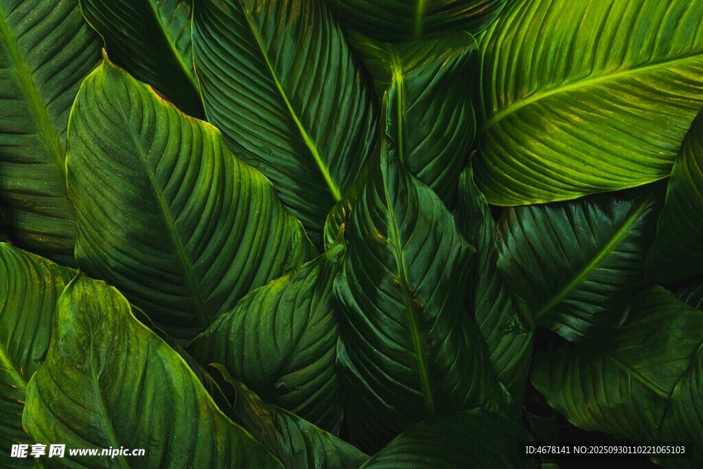 翠绿繁茂的热带植物叶片
