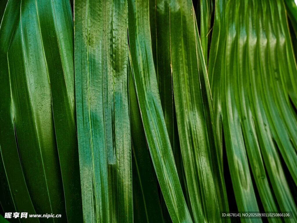 翠绿叶片纹理特写