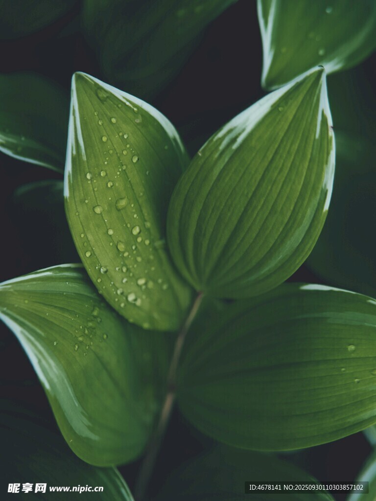 翠绿叶片上的晶莹水珠