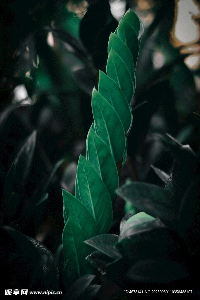翠绿叶片的独特自然之美