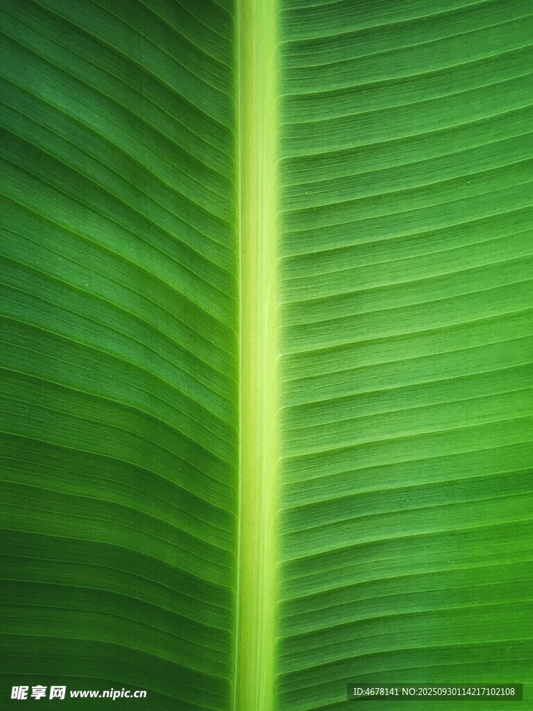 翠绿芭蕉叶纹理特写