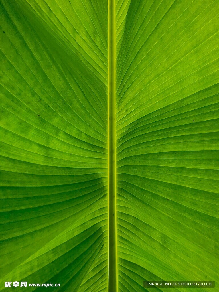 翠绿宽大的植物叶片特写