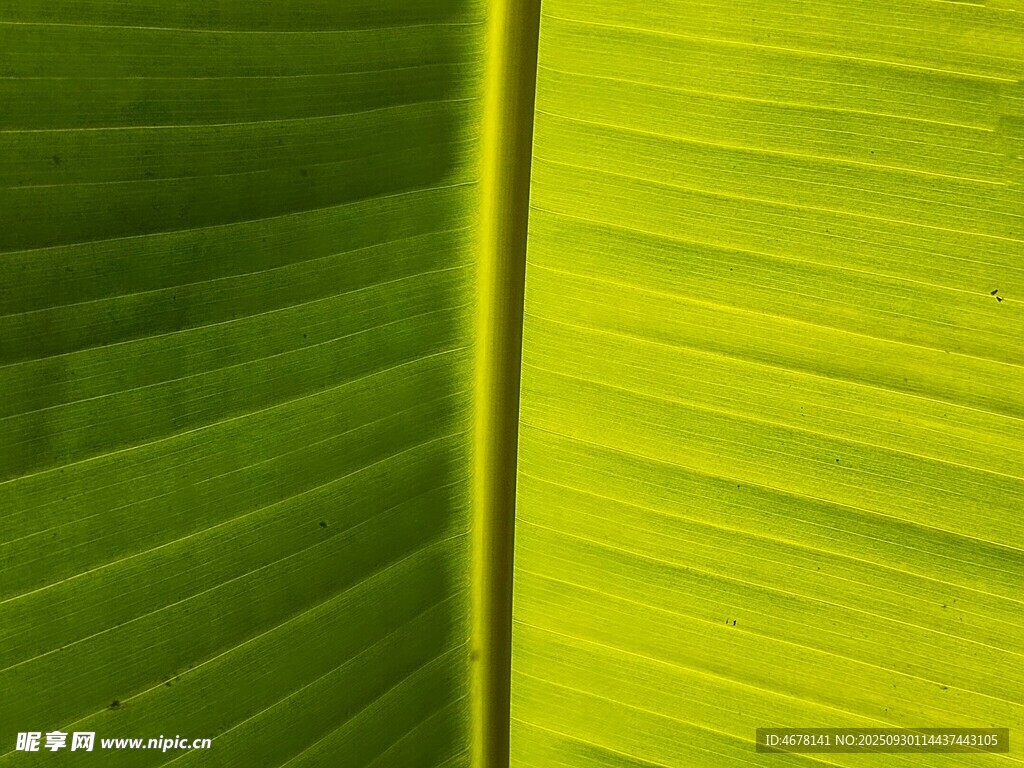 黄绿相间的芭蕉叶纹理