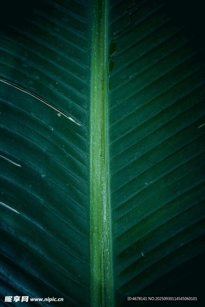 翠绿叶片的独特纹理