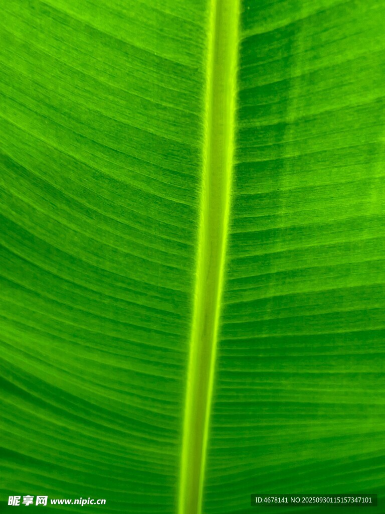 翠绿芭蕉叶纹理特写