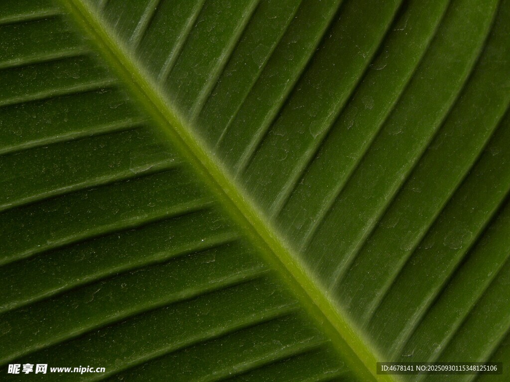 翠绿芭蕉叶纹理特写