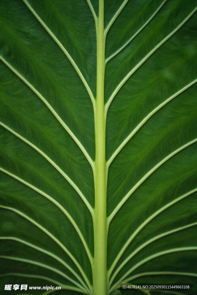 叶脉特写自然的精妙纹理