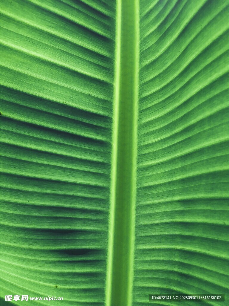 翠绿芭蕉叶纹理特写
