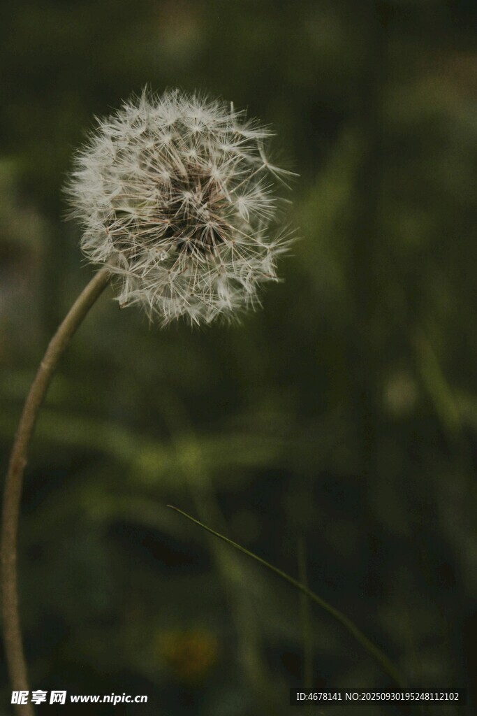 蒲公英特写绽放的轻盈之美