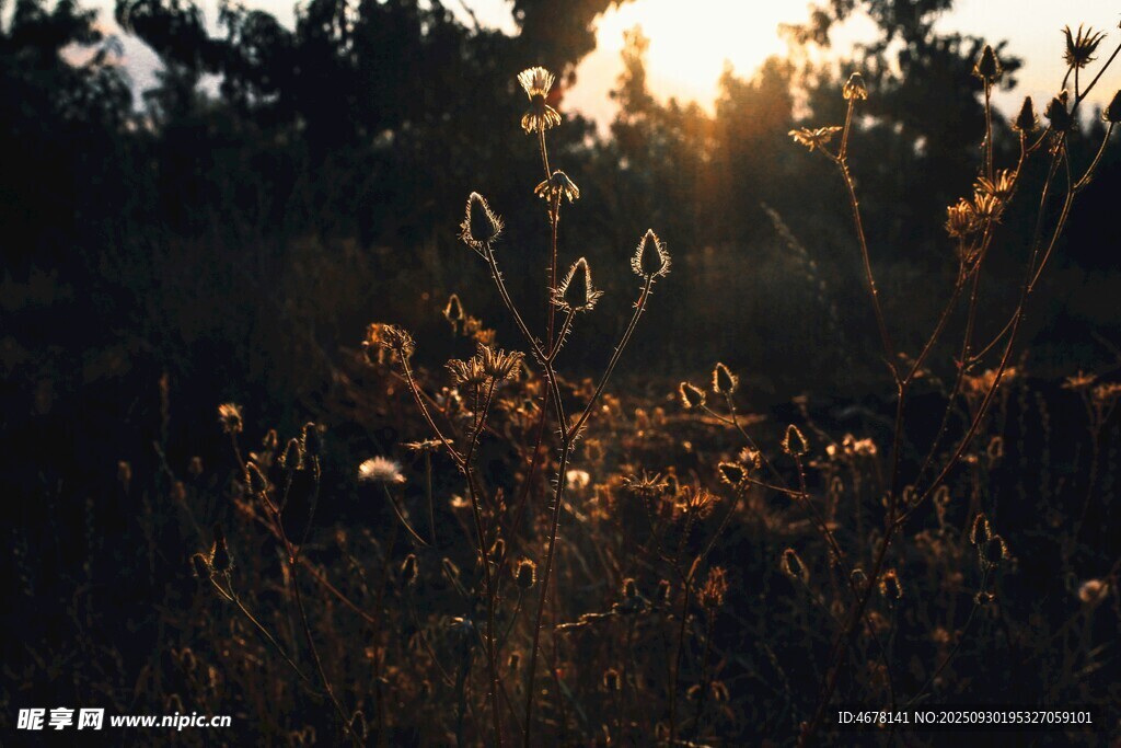 夕阳下的花草美景