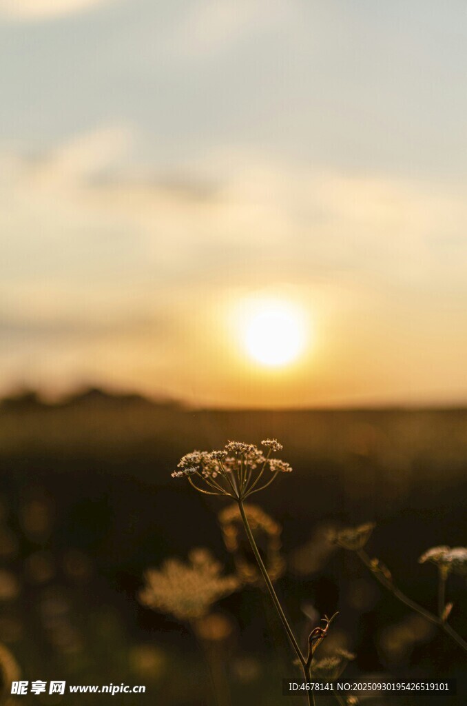 夕阳下的花草美景