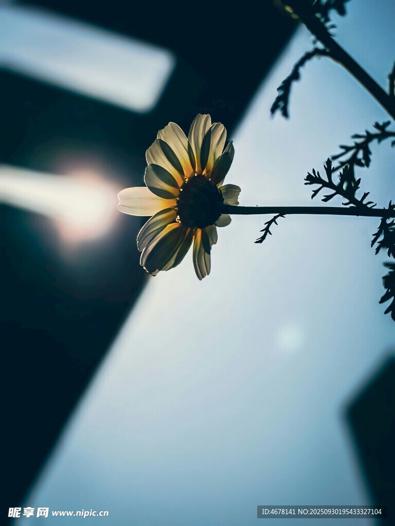 逆光下的单朵小花