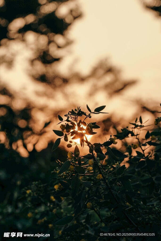 夕阳下的枝叶剪影