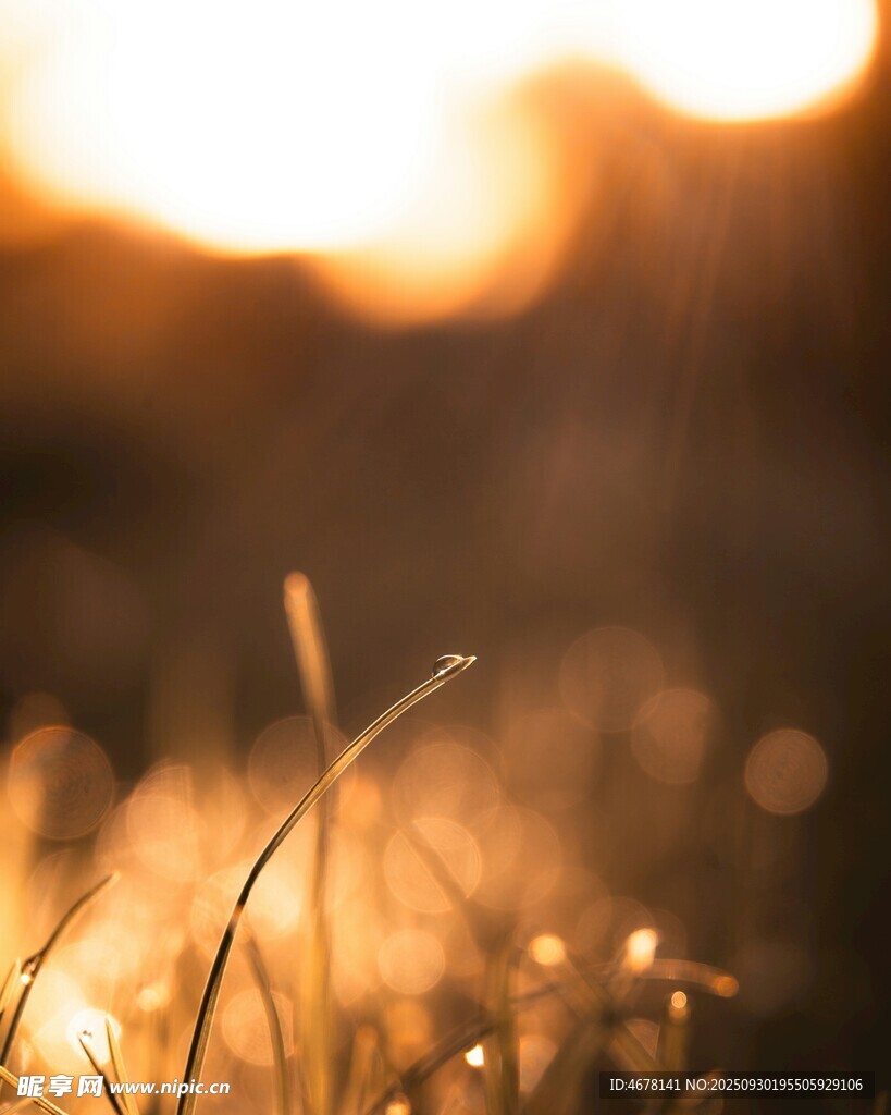 夕阳下的金色小草