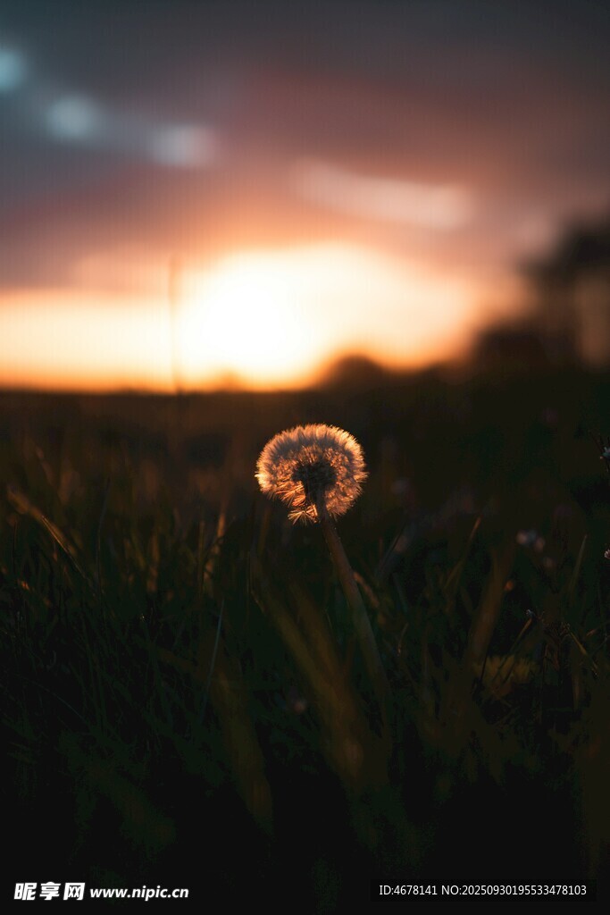 夕阳下的蒲公英