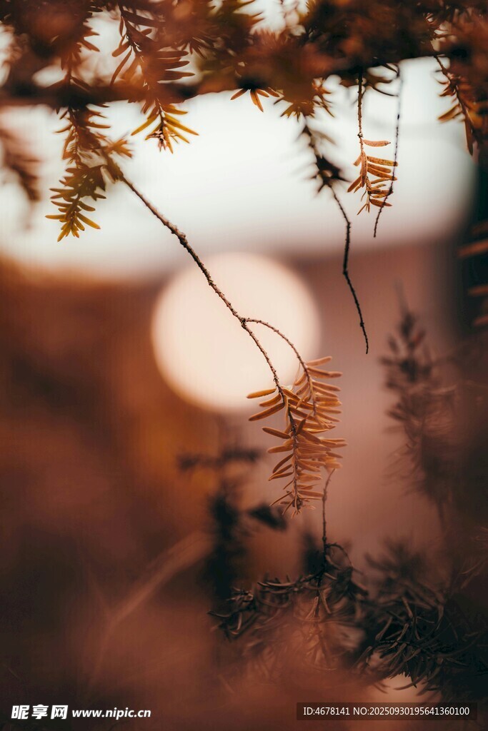 秋日树枝上的光影景致