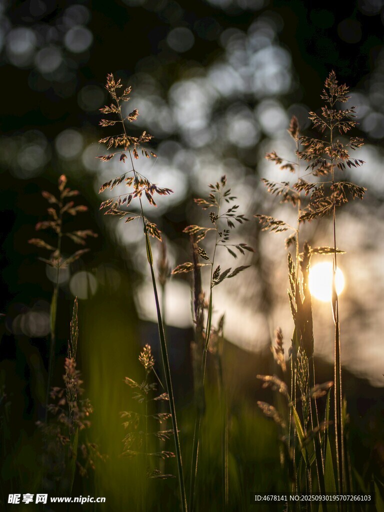 夕阳下的草地植物景观