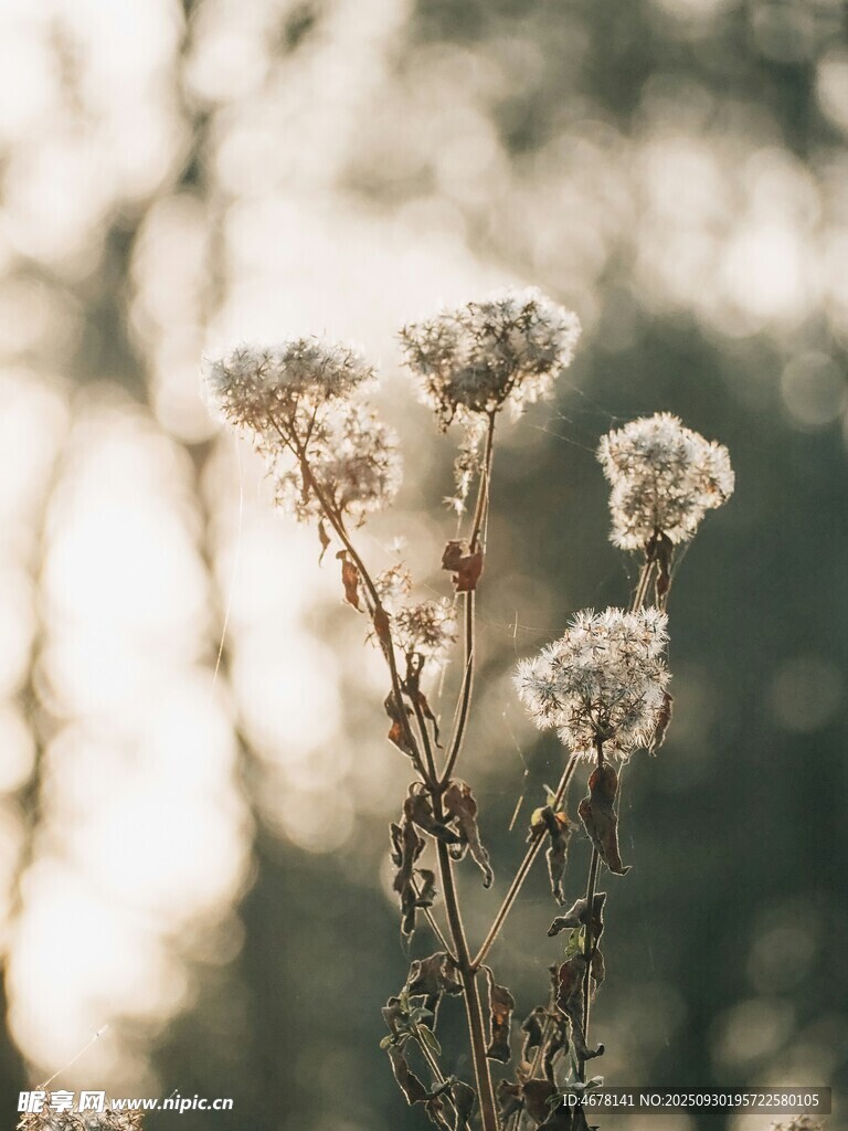 阳光下的蓬松植物花朵