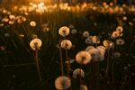 夕阳下的蒲公英花海