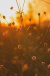 夕阳下的花草美景