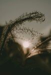 夕阳下的摇曳狗尾巴草