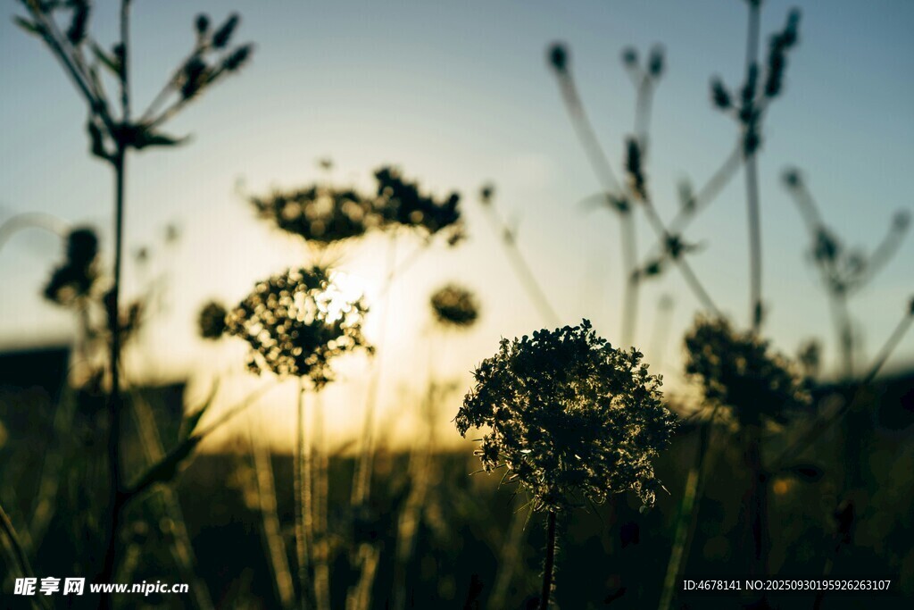 夕阳下的花草剪影