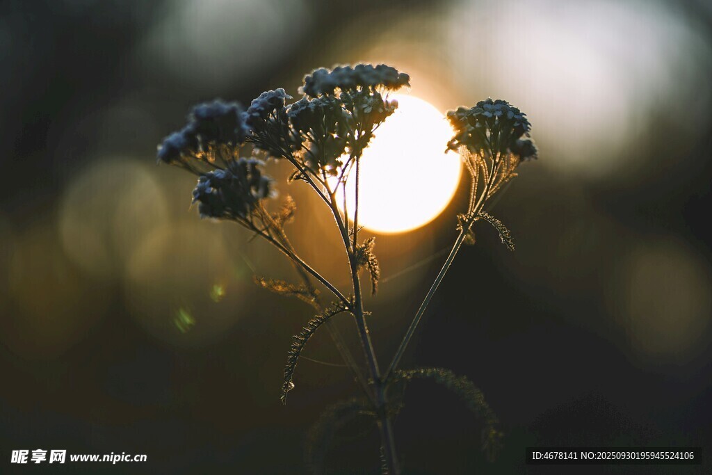 夕阳下的花草剪影