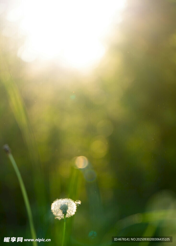阳光下的清新小白花