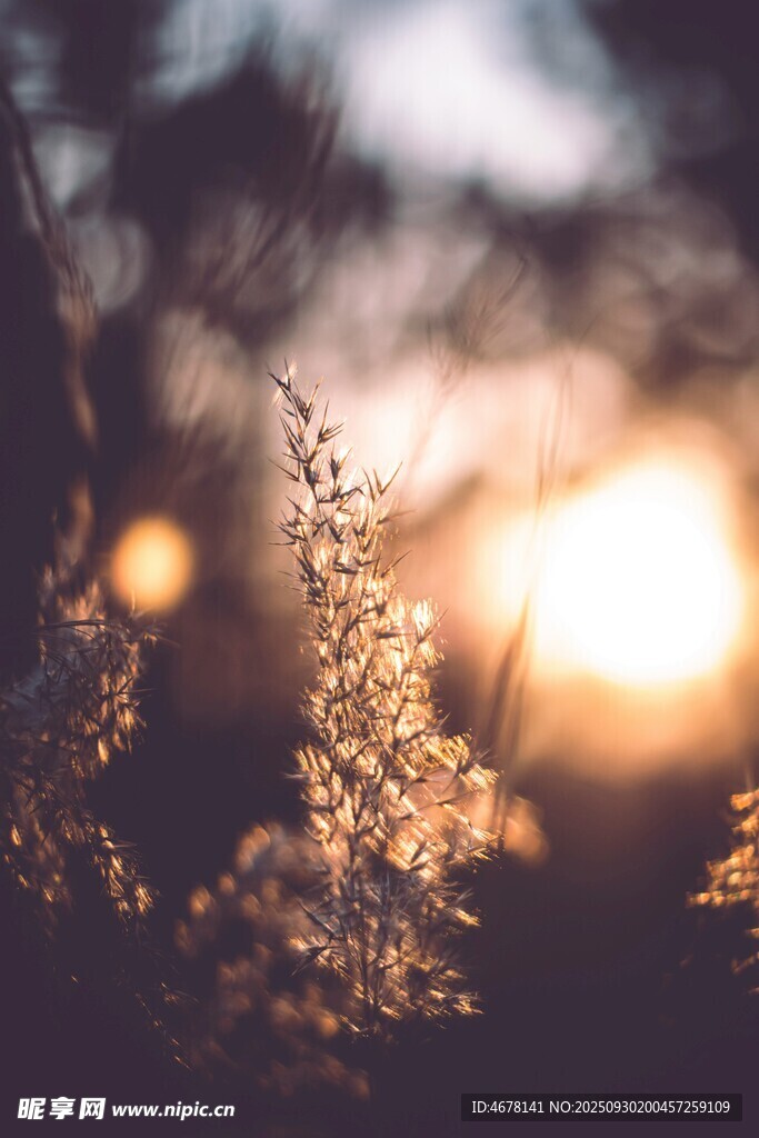 夕阳下的植物朦胧美景