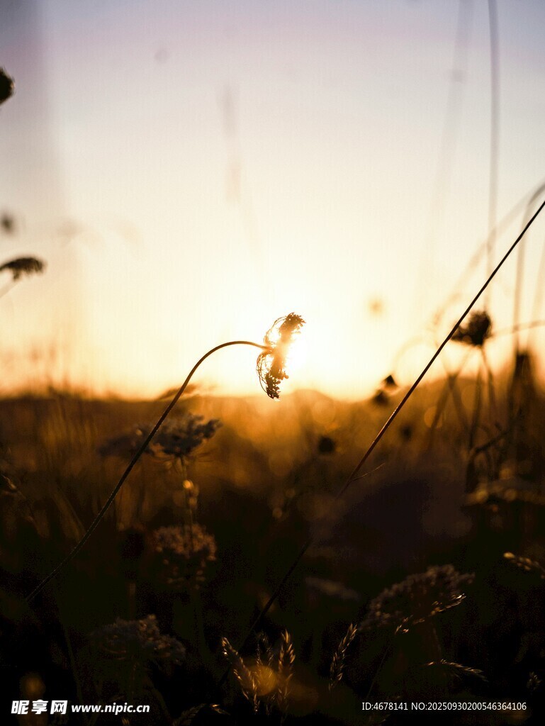 夕阳下的田野美景