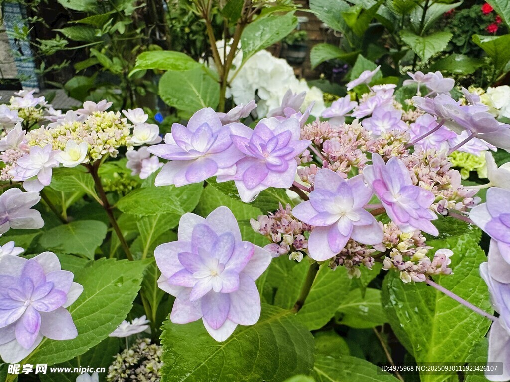 绣球花