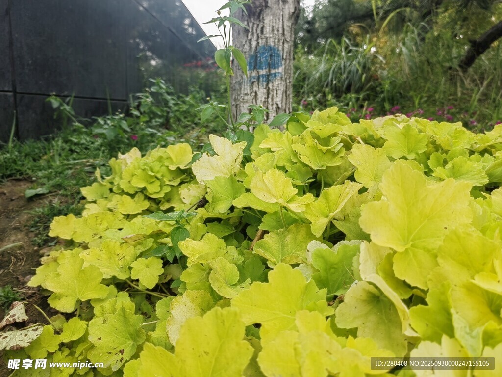 翠绿植物簇拥下的木桩