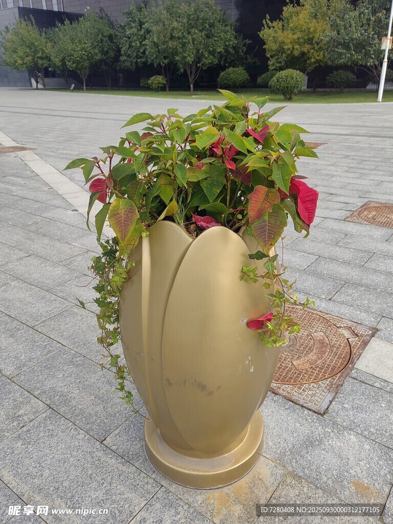 独特花盆绽放艳丽花卉