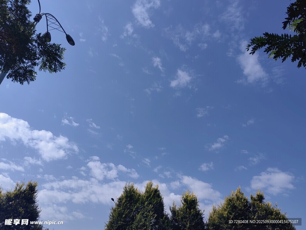 蓝天白云下的树木景观