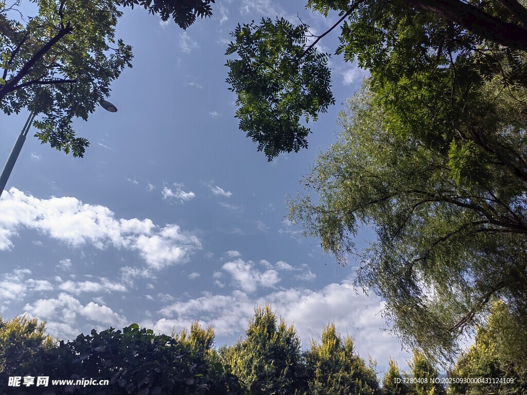 林间蓝天与白云