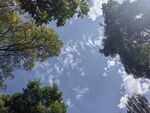 仰望蓝天绿树的美好景象