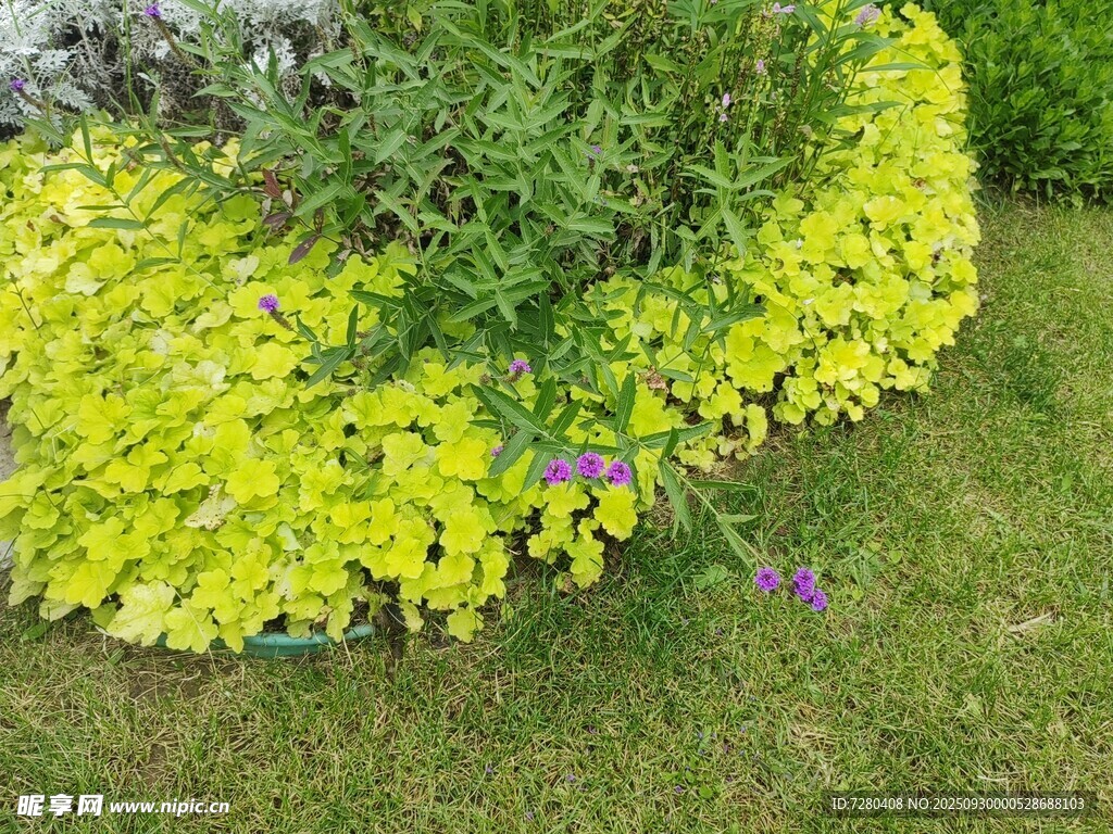 黄绿植物丛中的紫色小花