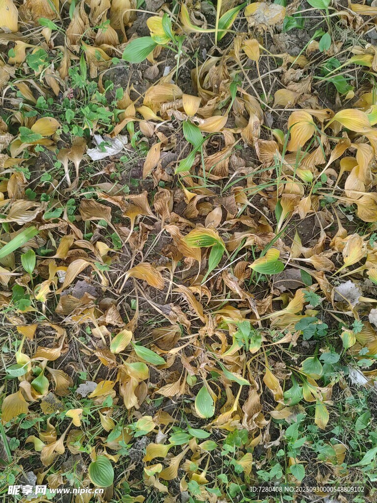 地面上的黄绿相间落叶