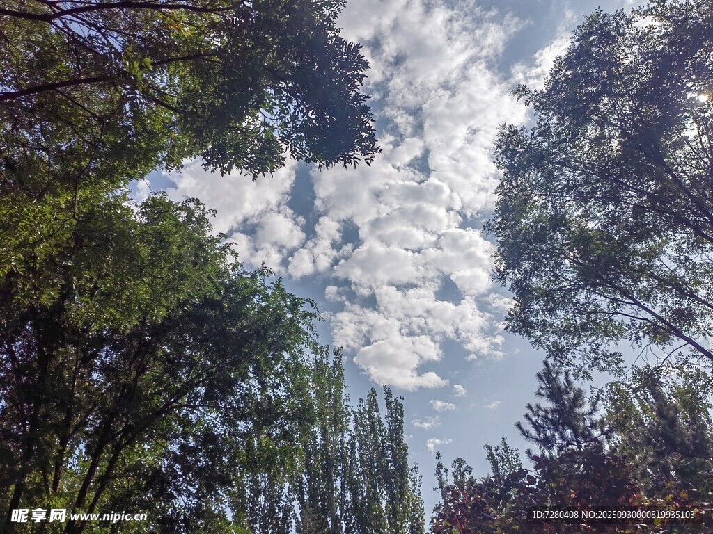 林间仰望天空白云悠悠