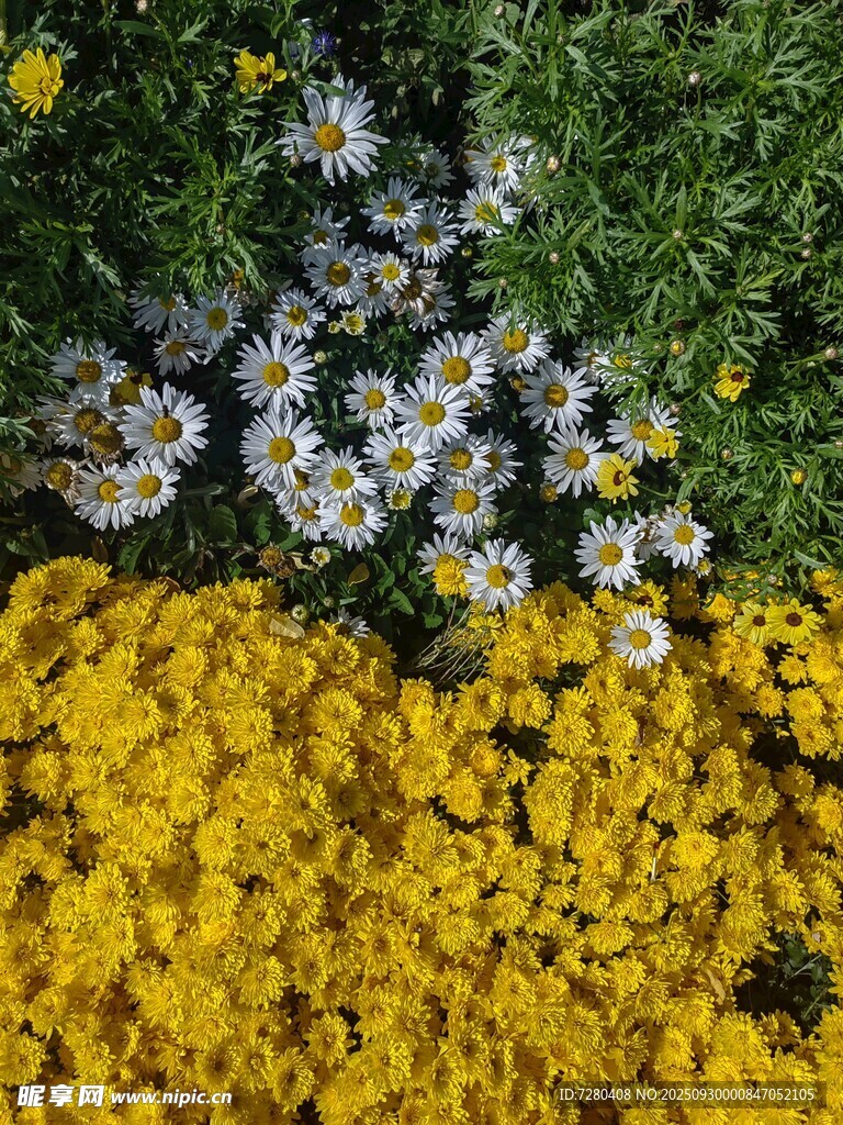 多彩花卉绽放生机
