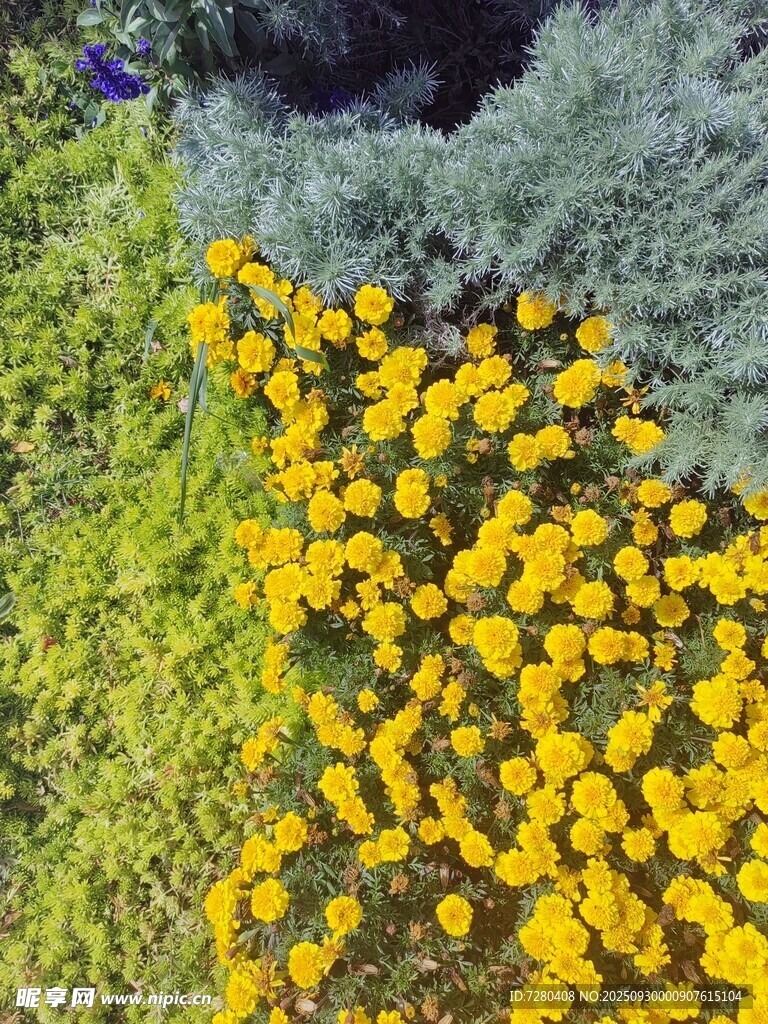 金黄小花绽放于绿植间